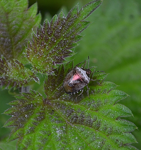 Woundwort Shieldbug